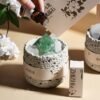 Scented Tea · Aromatherapy