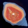 Conch Aromatherapy Candle