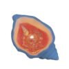 Conch Aromatherapy Candle